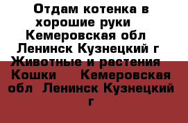 Отдам котенка в хорошие руки) - Кемеровская обл., Ленинск-Кузнецкий г. Животные и растения » Кошки   . Кемеровская обл.,Ленинск-Кузнецкий г.